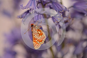Marsh fritillary butterfly , Euphydryas aurinia, hanging from bluebell flower photo