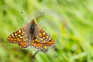Marsh Fritillary butterfly, Euphydryas aurinia, with open wings photo