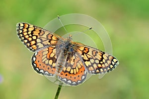 The Marsh Fritillary butterfly or Euphydryas aurinia , butterflies of Iran photo