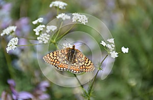 Marsh fritillary butterfly on flower