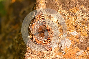 Marsh fritillary camouflaged against patterned stone