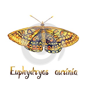 The marsh fritillary Euphydryas aurinia, hand painted watercolor illustration with inscription photo