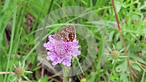 Marsh fritillary Euphydryas aurinia on scabilosa flower head