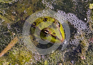 Marsh Frog