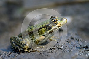 The marsh frog photo