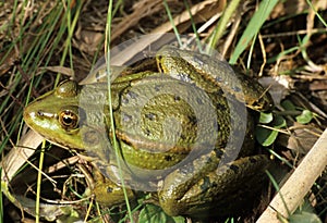 Marsh Frog