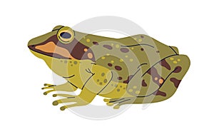 Marsh frog, amphibian animal. European froggy with spotted multicolor skin. Pelophylax ridibundus, spotty froglet side