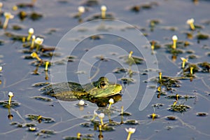 Portrait of Marsh frog (Green Frog) among small white flowers in Danube Delta - landmark attraction in Romania