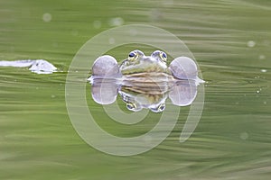 Marsh frog Pelophylax ridibundus