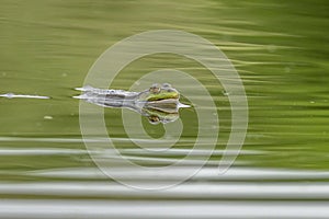 Marsh frog Pelophylax ridibundus