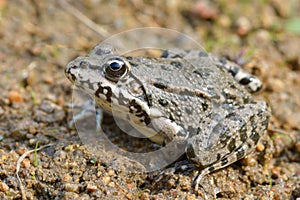 Marsh Frog, Pelophylax ridibundus