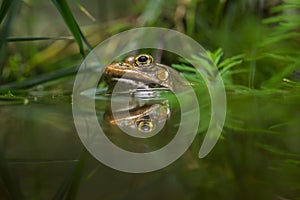 Marsh frog (Pelophylax ridibundus).