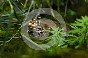 Marsh frog (Pelophylax ridibundus).