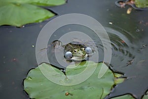 Marsh frog Pelophylax ridibundus