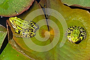 The marsh frog & x28;Pelophylax ridibundus& x29;