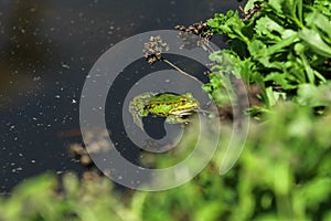 The marsh frog & x28;Pelophylax ridibundus& x29;