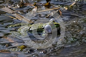 Marsh frog or Pelophylax ridibundus croaks in water. Mating behaviour