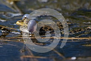 Marsh frog or Pelophylax ridibundus croaks in water. Mating behaviour