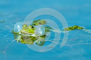 Marsh frog (Pelophylax ridibundus) inflating its vocal sacs in a pond in early spring