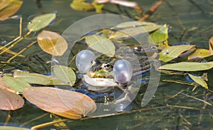 Marsh frog Pelophylax ridibundus in a pond with inflated vocal sacs on either side of its head
