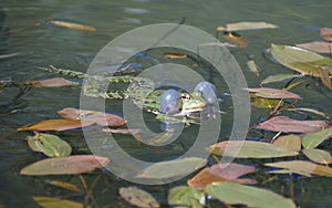 Marsh frog Pelophylax ridibundus in a pond with inflated vocal sacs on either side of its head photo