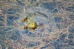 Marsh frog or Pelophylax ridibundus sits in water close
