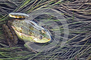 Marsh frog in pond full of weeds. Green frog Pelophylax esculentus sitting in water