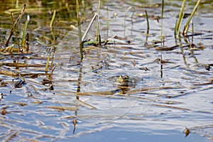 Marsh Frog at Rainham Marshes