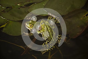 The Marsh frog Rana ridibunda.