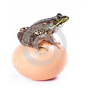 Marsh Frog, Rana ridibunda