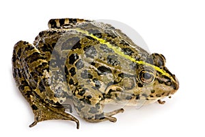 Marsh Frog - Rana ridibunda