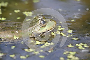 Marsh frog, Rana ridibunda