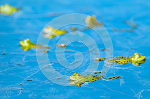 Marsh frog  Rana ridibunda  in a pond in spring