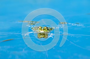 Marsh frog  Rana ridibunda  in a pond in spring