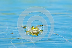 Marsh frog Rana ridibunda  in a pond in spring