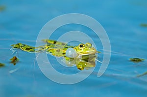 Marsh frog Rana ridibunda  in a pond in spring