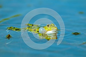 Marsh frog Rana ridibunda  in a pond in spring