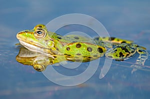 Marsh frog  Rana ridibunda  in a pond in spring