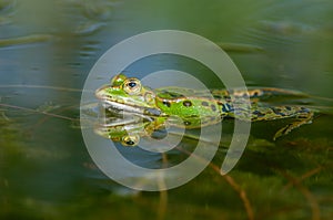 Marsh frog  Rana ridibunda  in a pond in spring