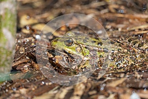 Marsh frog sits in lake and watches close-up. Green toad.