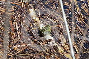 Marsh frog sits in lake and watches close-up. Green toad.