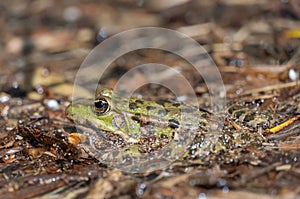 Marsh frog sits in lake and watches close-up. Green toad.