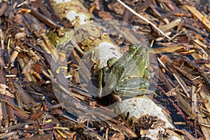 Marsh frog sits in lake and watches close-up. Green toad.