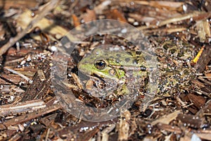 Marsh frog sits in lake and watches close-up. Green toad.