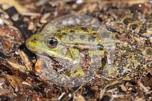 Marsh frog sits in lake and watches close-up. Green toad.