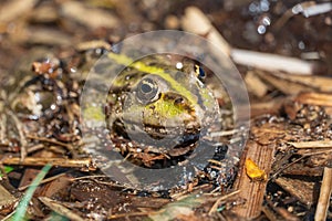 Marsh frog sits in lake and watches close-up. Green toad.