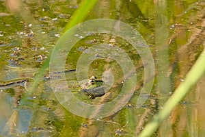 Marsh frog swimming in a pond