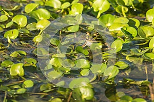 Marsh Frog on waterplants