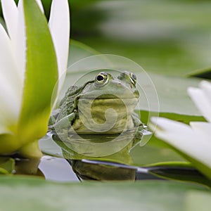Marsh frog among white lilies