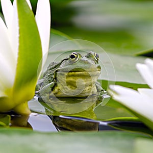 Marsh frog among white lilies